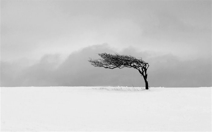 arbres montagnes de neige d'hiver-2016 Haute Qualité Fond d'écran Vues:7124