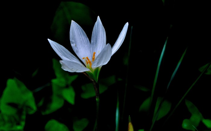 Zephyranthes Candida Flower Macro Photo Wallpaper 01 Vistas:5587