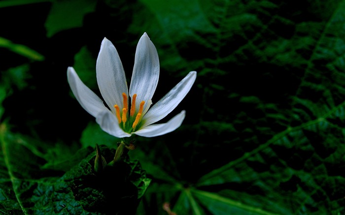 Zephyranthes Candida Flower Macro Photo Wallpaper 06 Vistas:5724