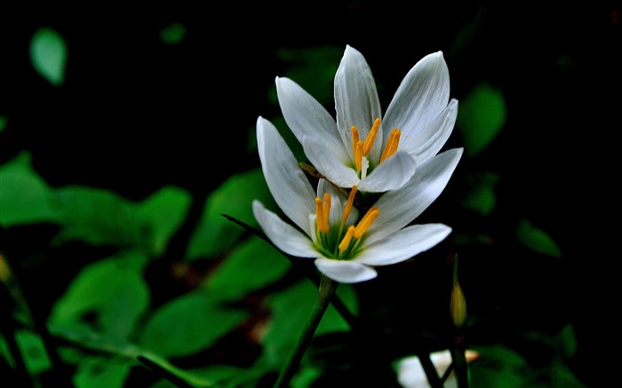 Zephyranthes Candida Fleur Macro Photo Fond d'écran Vues:5880