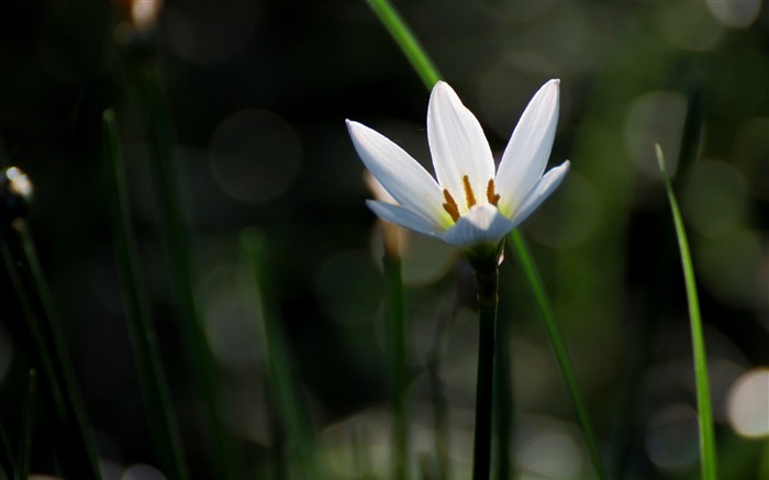 Zephyranthes Candida Fleur Macro Photo Fond d'écran Vues:5473