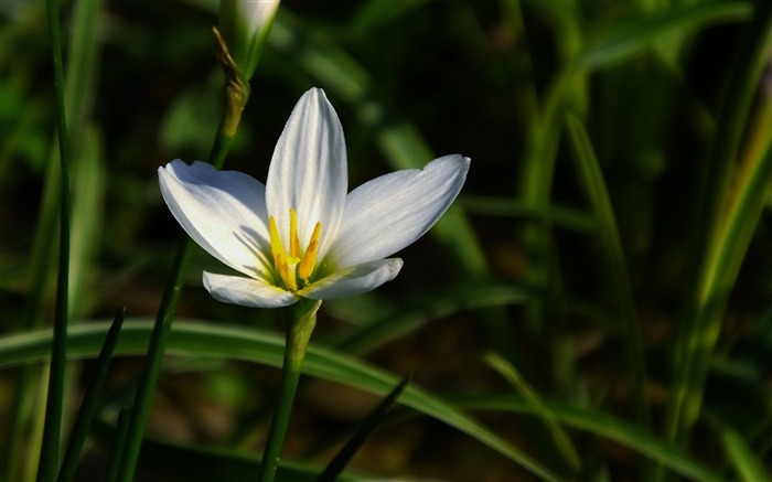 Zephyranthes Candida Fleur Macro Photo Fond d'écran Vues:5728