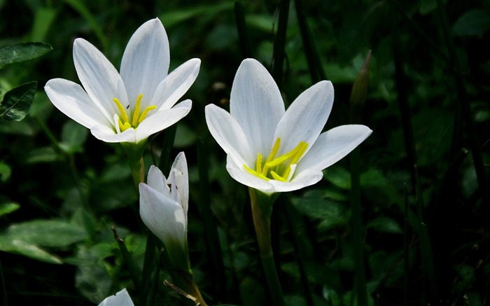 Zephyranthes Candida Fleur Macro Photo Fond d'écran Vues:6202