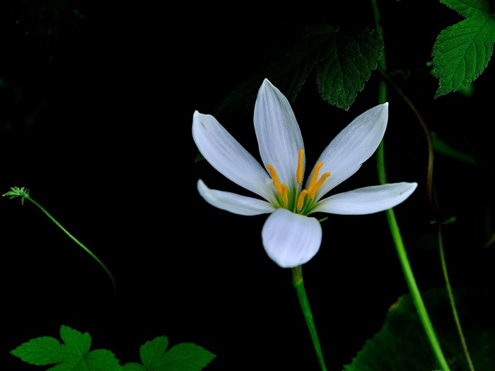 Zephyranthes Candida Fleur Macro Photo Fond d'écran Vues:6373