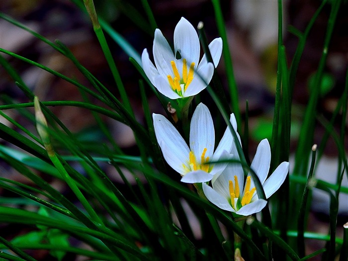 Zephyranthes Candida Fleur Macro Photo Fond d'écran Vues:6304