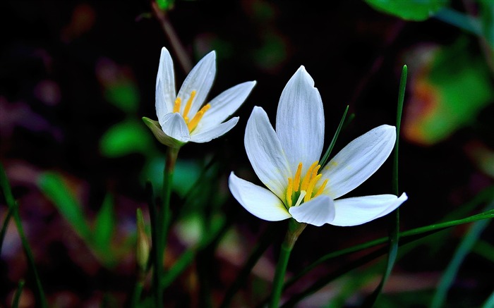 Zephyranthes Candida Fleur Macro Photo Fond d'écran Vues:5841