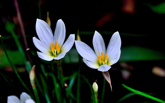 Zephyranthes Candida Fleur Macro Photo Fond d'écran Vues:5730