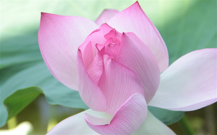 hermosa flor de loto rosa-Naturaleza fresca fondo de pantalla HD Vistas:11014