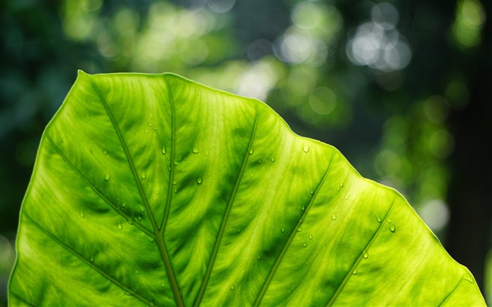 papel de parede de folha verde bokeh-Fresh Nature HD Visualizações:7397