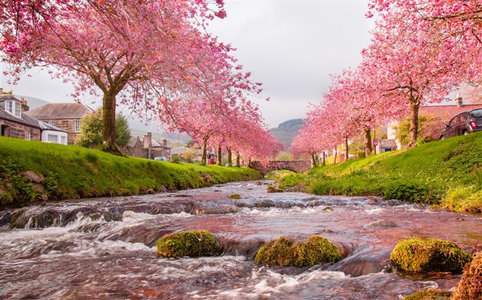 village bridge river flow sakura-Scenery High Quality Wallpaper Views:17719 Date:2016/10/23 18:41:38