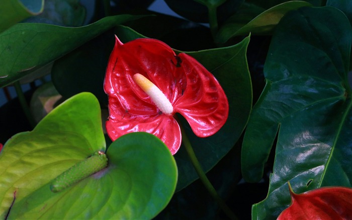 Flores de Anthurium-2016 Flores Macro fondo de pantalla HD Vistas:8960