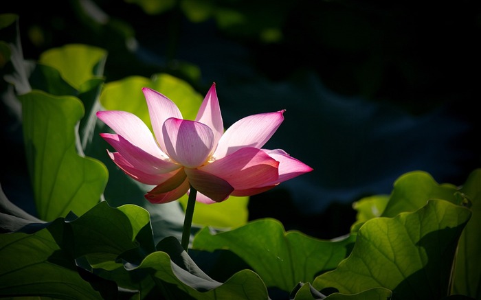 Autumn lotus-2016 Flowers Macro fondo de pantalla HD Vistas:8020