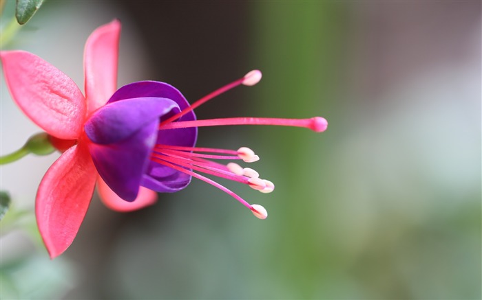 Begonia pendurado bell-2016 Flores Macro papel de parede HD Visualizações:9737