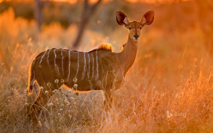 Botswana Chobe National Park Elk-2016 Bing Desktop Wallpaper Views:8255 Date:2016/11/13 0:23:00