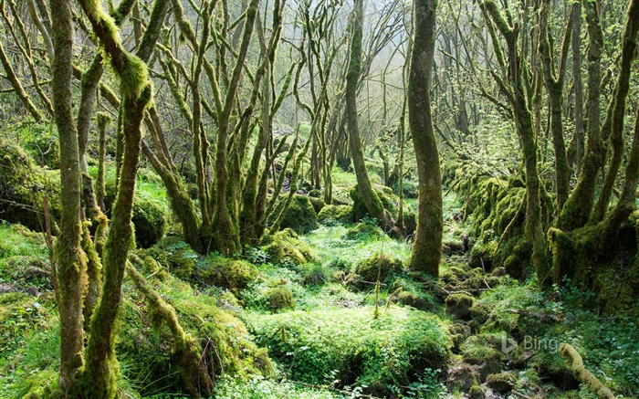 Réserve naturelle nationale du Derbyshire Dales-2016 Bing Fond d'écran Vues:7427