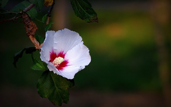 Elegante flor de hibisco-2016 Flores Macro fondo de pantalla HD Vistas:8829