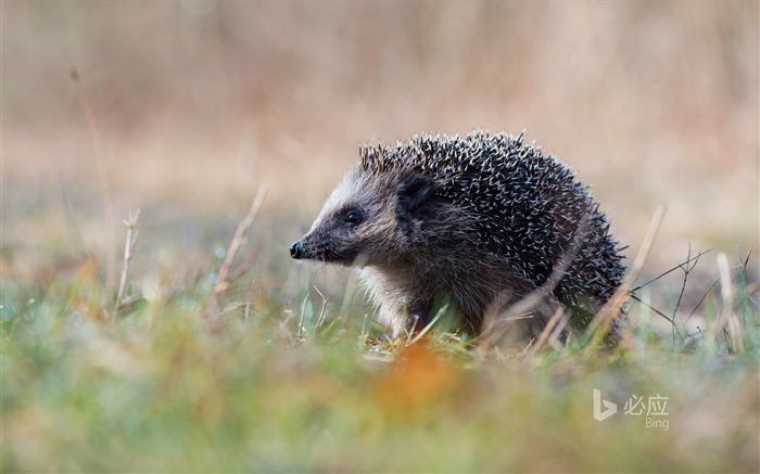 European hedgehog-2016 Bing Desktop Wallpaper Views:7092 Date:2016/11/13 0:42:28