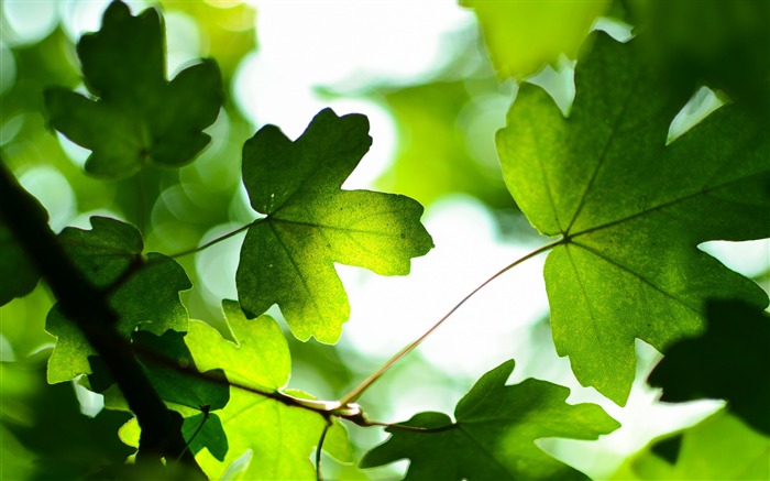 Hojas de papel tapiz HD de alta calidad verde fresco hojas 2016 Vistas:6964