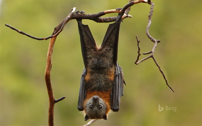 Renard volant à tête grise-2016 Bing Fond d'écran Vues:9238