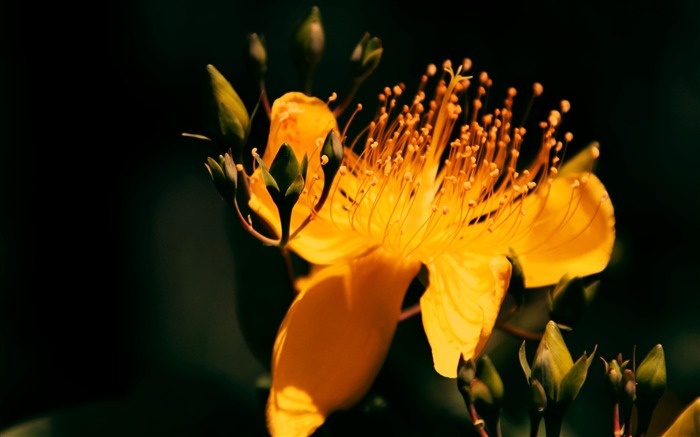 Hypericum-2016 Flowers Macro fondo de pantalla HD Vistas:7800