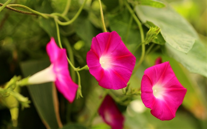 Morning glory-2016 Flowers Macro fondo de pantalla HD Vistas:9150