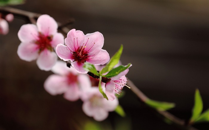 Peach-2016 Flowers Macro fondo de pantalla HD Vistas:10237