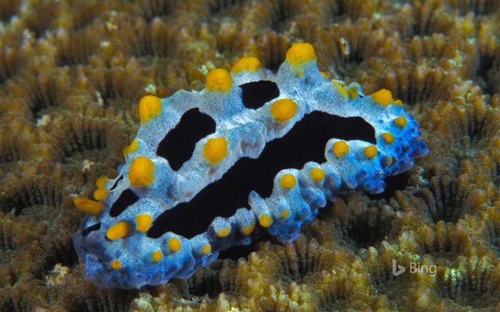 Phyllidia coelestis une limace de mer-2016 Bing Fond d'écran Vues:8703