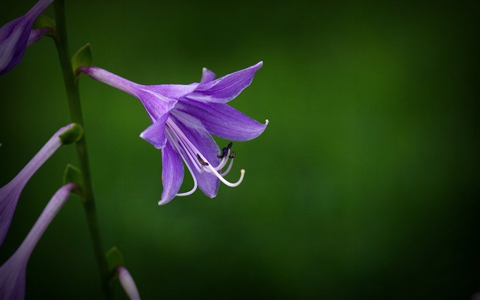 Purple Hosta-2016 Flowers Macro fondo de pantalla HD Vistas:6560