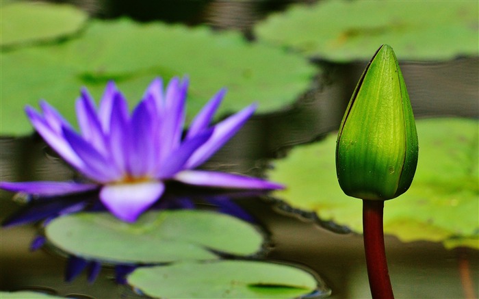 Purple Sleep Fire Lotus-2016 Flores Macro HD Wallpaper Visualizações:8279