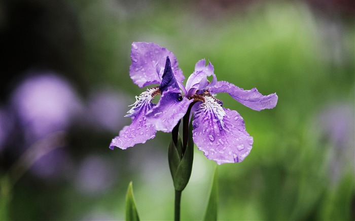 Lluvia en el iris-2016 Flores Macro fondo de pantalla HD Vistas:6178