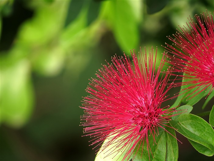 Flores rojas Albizzia-2016 Flores Macro fondo de pantalla HD Vistas:9613