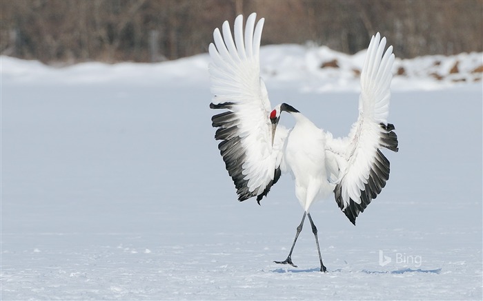 Red Crowned Crane-2016 Bing Desktop Wallpaper Views:7760 Date:2016/11/13 0:41:40