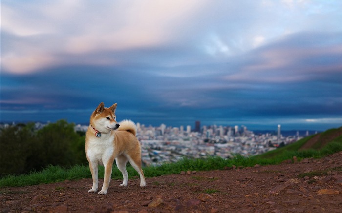 Shiba inu-2016 de alta calidad fondo de pantalla HD Vistas:17497