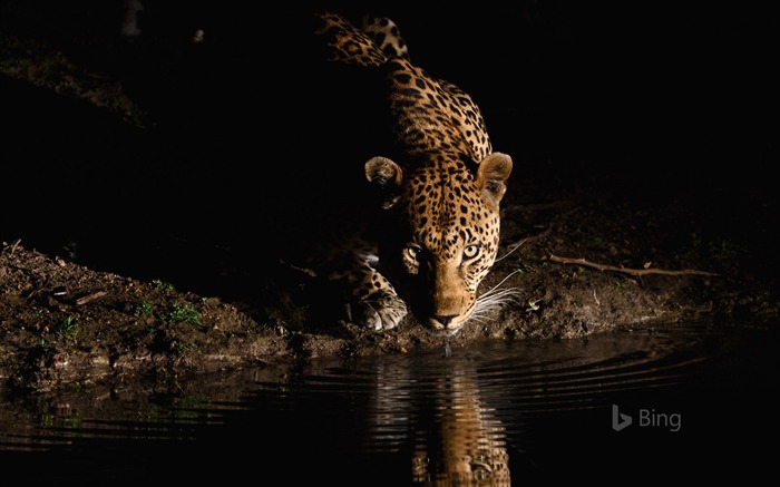 Leopard d'Afrique du Sud-2016 Bing Fond d'écran Vues:8951