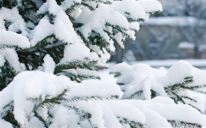 Spruce branches neige d'hiver-Fonds d'écran 2016 Nature HD Vues:9109