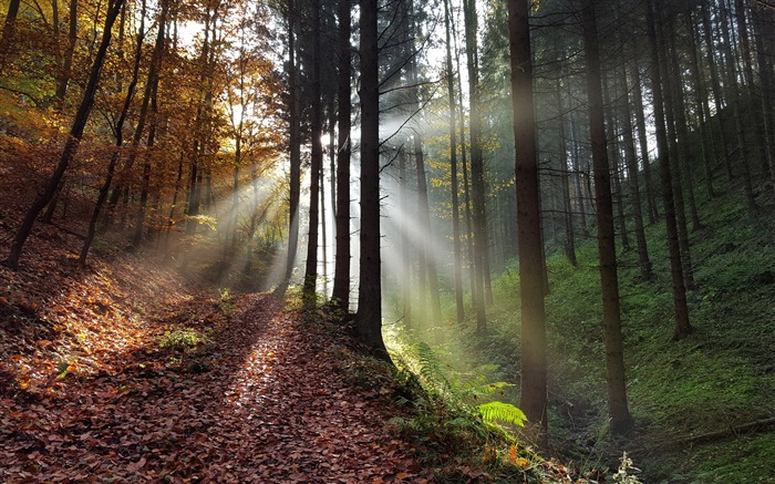 Soleil dans la forêt-Fond d'écran paysage nature Vues:7381