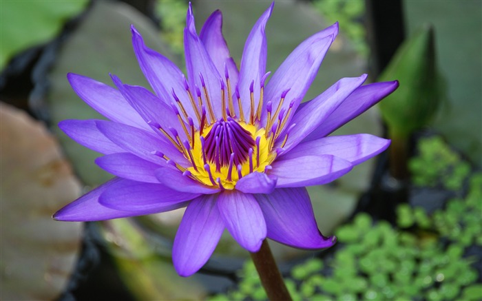 Único fogo de sono Lotus-2016 Flores Macro HD Wallpaper Visualizações:8953