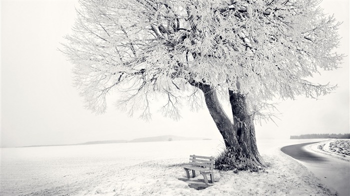 Hiver neige banc arbre gelée-Fonds d'écran 2016 Nature HD Vues:7706