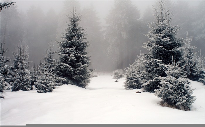 Hiver bois arbre brouillard-Fonds d'écran 2016 Nature HD Vues:7048