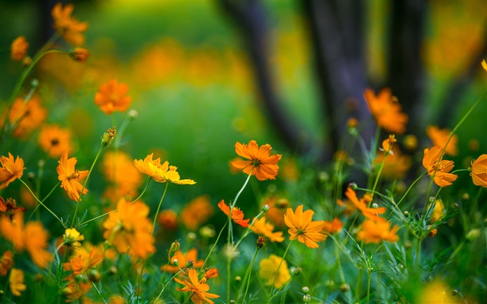 Yellow cosmos-2016 Flowers Macro fondo de pantalla HD Vistas:9455