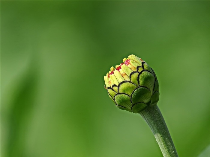 Zinnia-2016 Flores Macro fondo de pantalla HD Vistas:7412