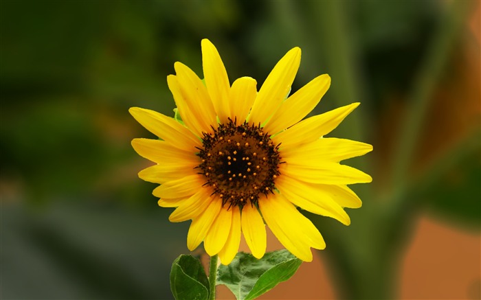 girasol-2016 Flores Macro fondo de pantalla HD Vistas:7527