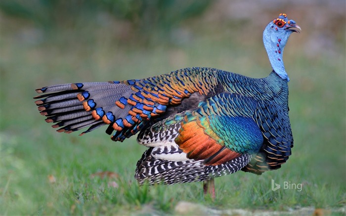 Un pavo ocelado en Guatemala-2016 Bing Desktop Wallpaper Vistas:13509