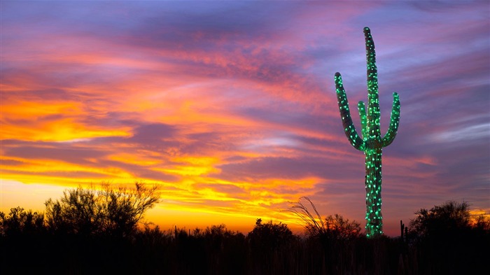 Arizona Un saguaro decorado-2016 Bing Desktop Wallpaper Vistas:6797