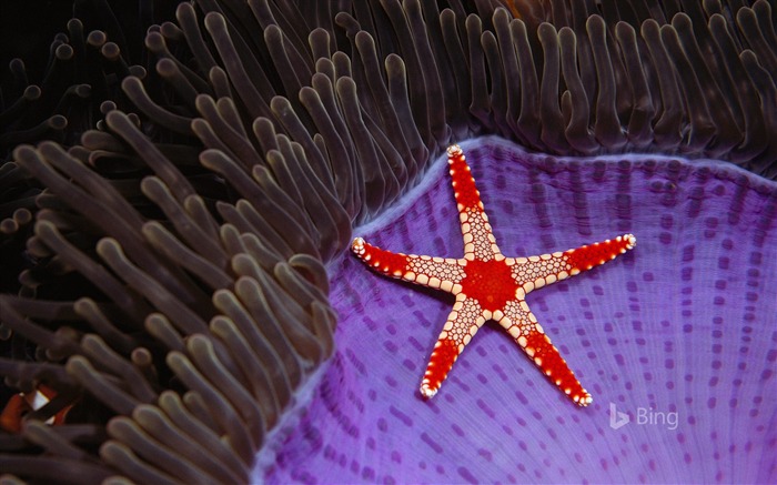 Collar de Borneo estrella de mar Sipadan Island-2016 Bing fondo de pantalla Vistas:8525