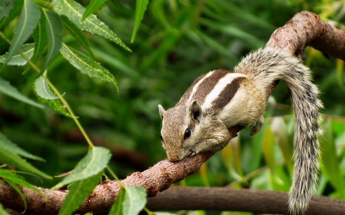 2016 Animal World Haute Qualité Photo Fonds d'écran Vues:29264