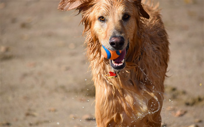 ぬれた犬のボール水-2016動物の高品質壁紙 ブラウズ:7612