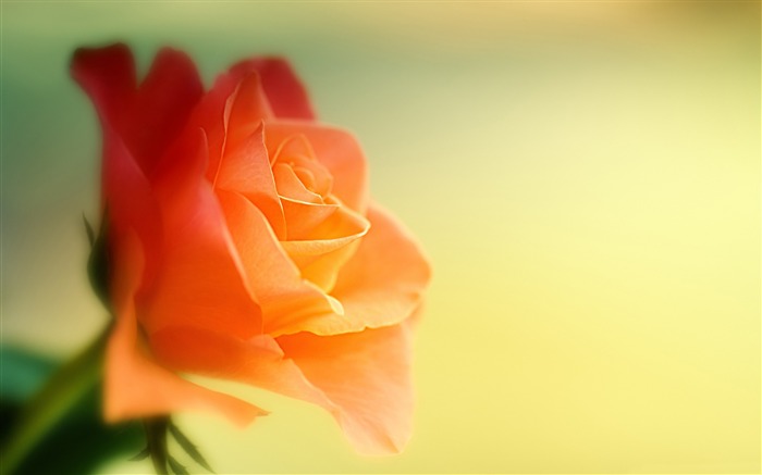 Dreamy pink rose-Flowers Photo fondo de pantalla HD Vistas:8989