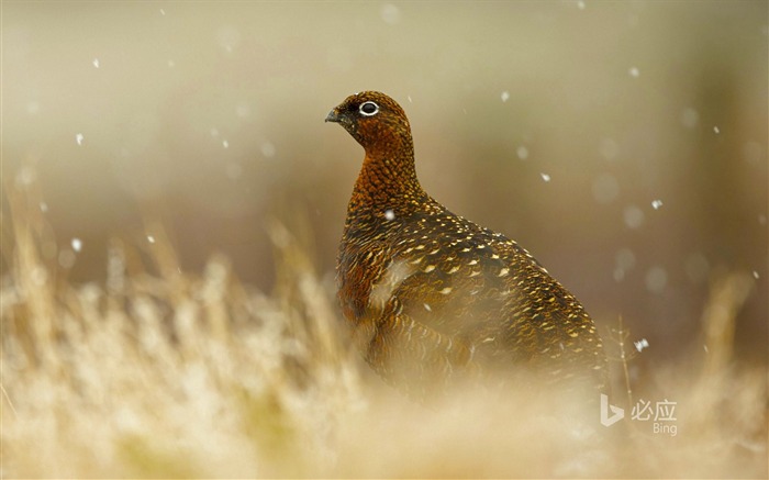 Inglés Scottish grouse-2016 Bing Desktop Wallpaper Vistas:6405