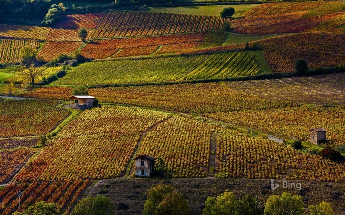 Francia Viñedos cerca de Beaujeu Rhone-2016 Bing Fondos de escritorio Vistas:8433